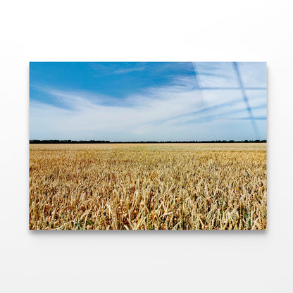 View of a Large Field Of Crops under a Blue Sky Acrylic Glass Print Tempered Glass Wall Art 100% Made in Australia Ready to Hang