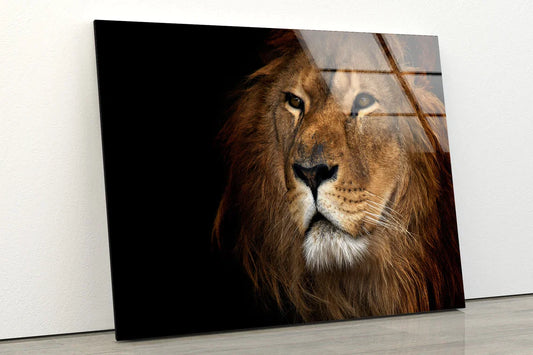 Lion Face Portrait View UV Direct Aluminum Print Australian Made Quality