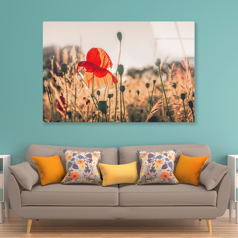 Poppy Plants in The Evening Light Acrylic Glass Print Tempered Glass Wall Art 100% Made in Australia Ready to Hang