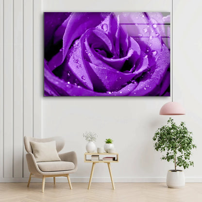 Droplet on Purple Rose UV Direct Aluminum Print Australian Made Quality