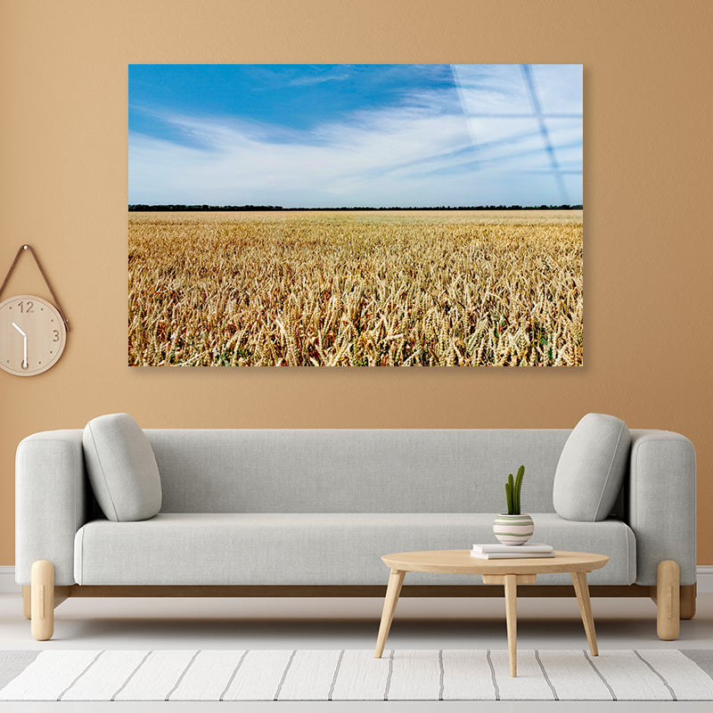 View of a Large Field Of Crops under a Blue Sky Acrylic Glass Print Tempered Glass Wall Art 100% Made in Australia Ready to Hang