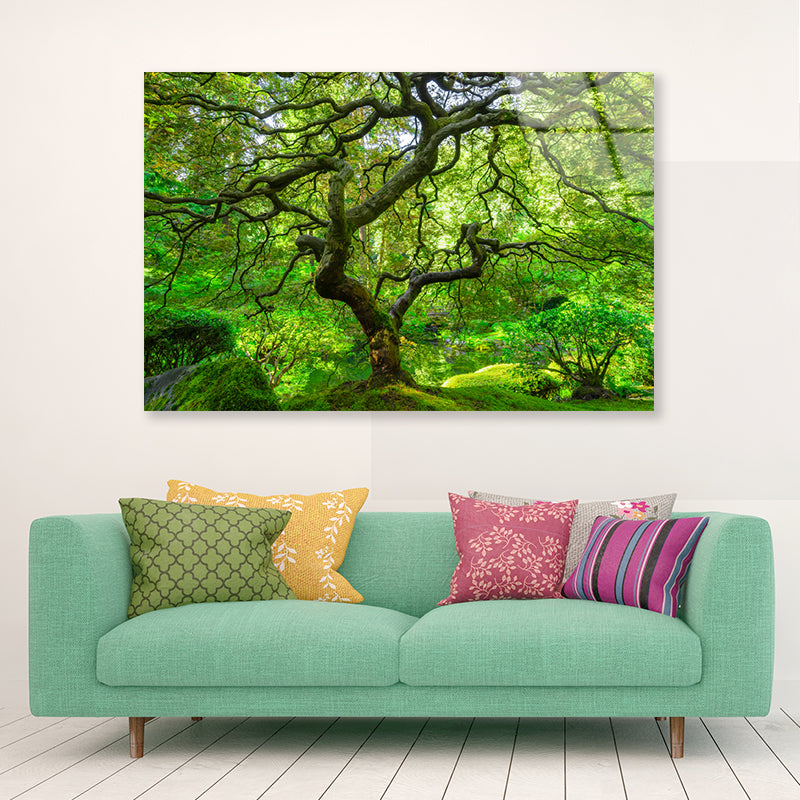 Japanese Maple Trees in Forest Acrylic Glass Print Tempered Glass Wall Art 100% Made in Australia Ready to Hang