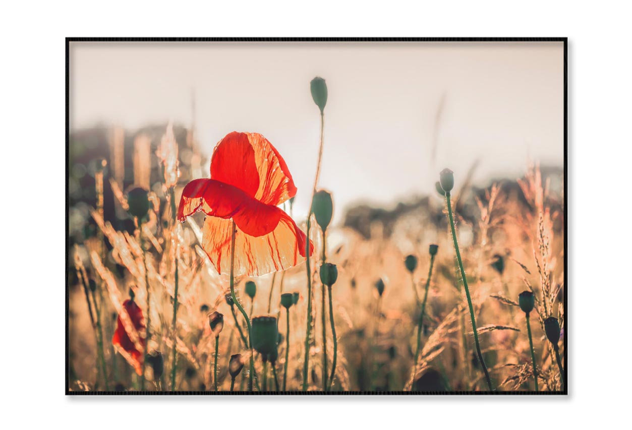 Poppy Plants in The Evening Light Home Decor Premium Quality Poster Print Choose Your Sizes