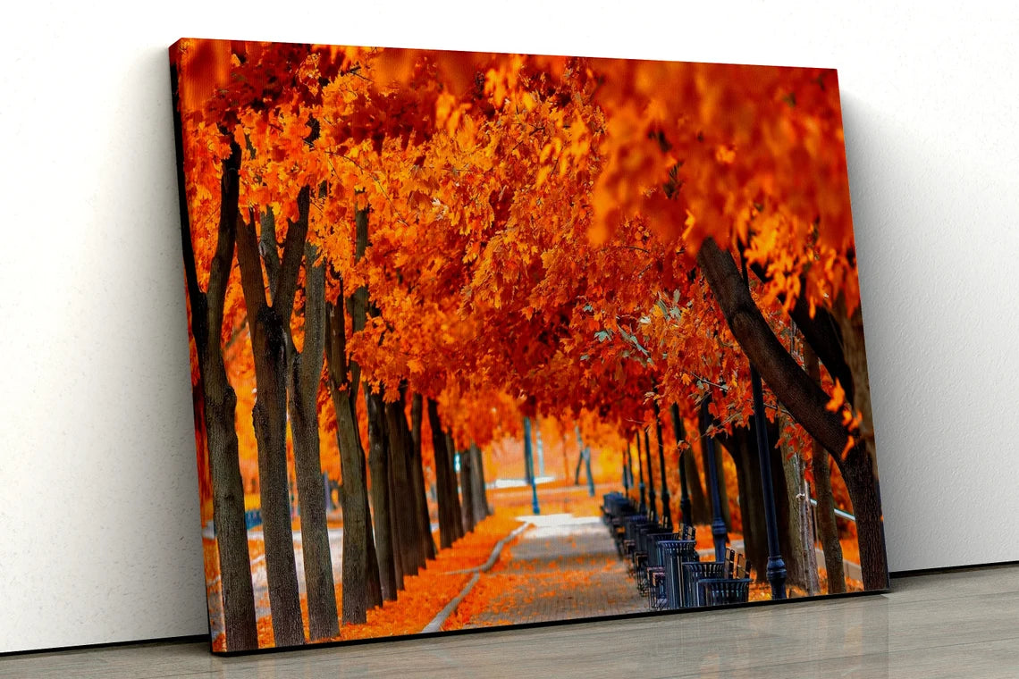 Autumn Forest orange trees with path UV Direct Aluminum Print Australian Made Quality