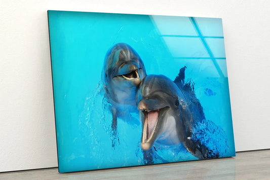 Dolphins in Pool View UV Direct Aluminum Print Australian Made Quality