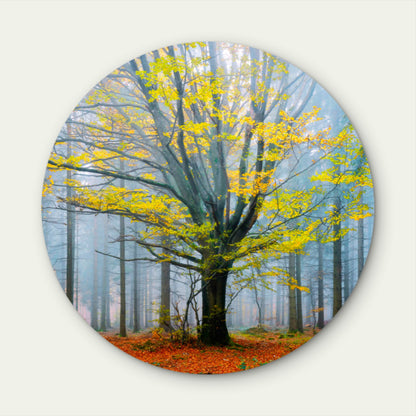 Green Tree Autumn Dark Forest Acrylic Glass Rounded Print Tempered Glass Wall Art 100% Made in Australia Ready to Hang