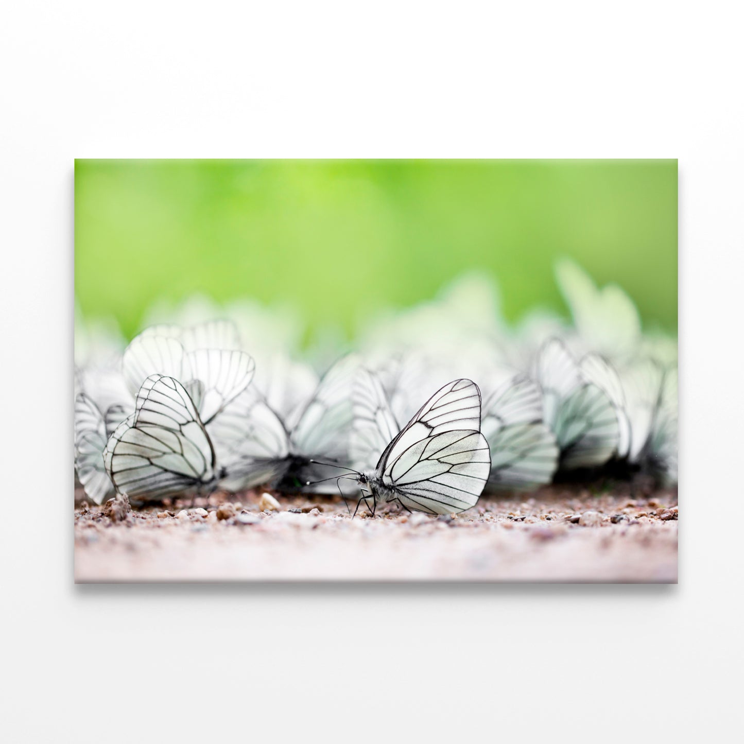 Butterfly High Resolution Unique Wall Art Decor 100% Australian Made
