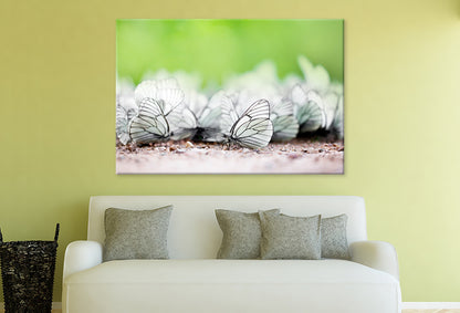 Butterfly High Resolution Unique Wall Art Decor 100% Australian Made