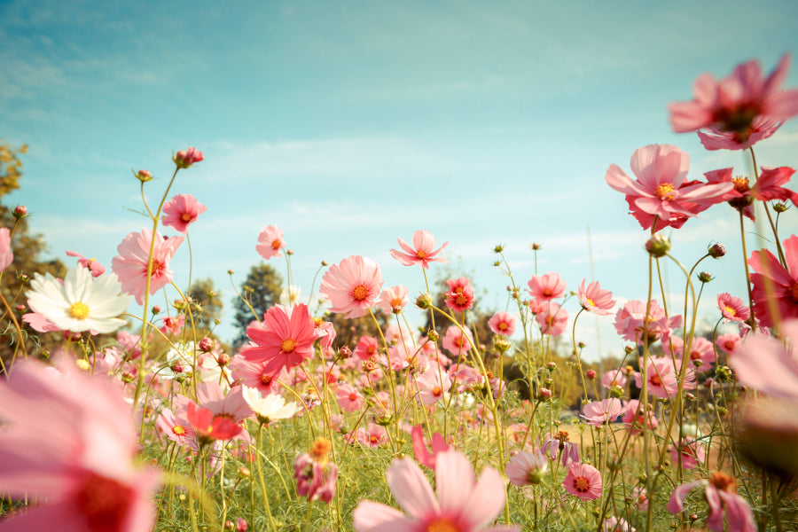 Cosmos Flower Blossom in Garden Home Decor Premium Quality Poster Print Choose Your Sizes