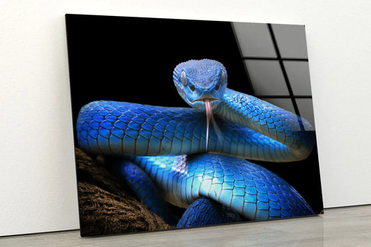 Blue Snake Closeup UV Direct Aluminum Print Australian Made Quality