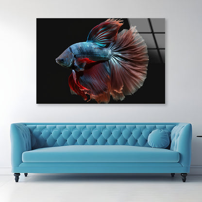 Colorful Fish Swimming In the Water Acrylic Glass Print Tempered Glass Wall Art 100% Made in Australia Ready to Hang