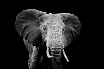 Black And White Photo of An Elephant Acrylic Glass Print Tempered Glass Wall Art 100% Made in Australia Ready to Hang