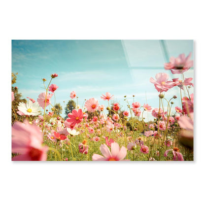 Cosmos Flower Blossom in Garden Acrylic Glass Print Tempered Glass Wall Art 100% Made in Australia Ready to Hang