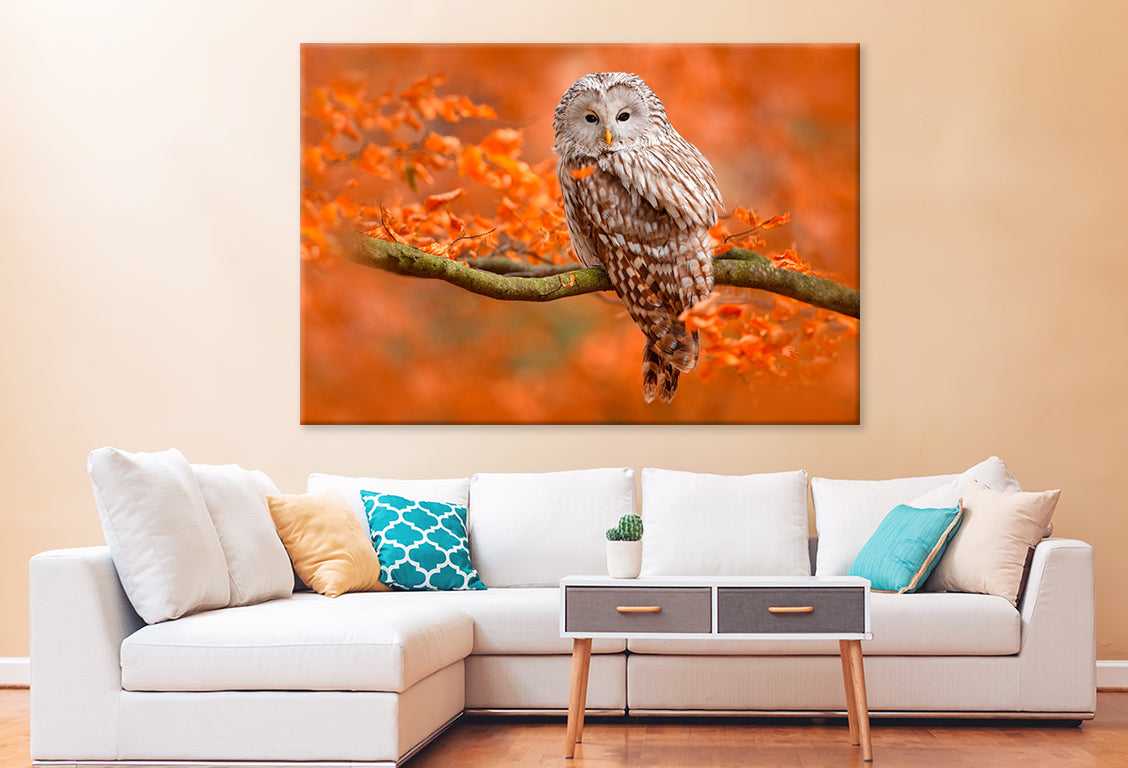 Autumn Owl on Branch, Norway Wall Art Decor 100% Australian Made