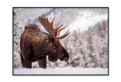 Bull Moose in Snow Home Decor Premium Quality Poster Print Choose Your Sizes