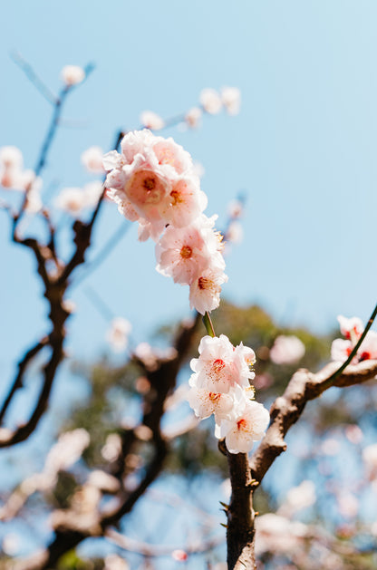 Spring Cherry Blossom Tree 40x60cm Metal Print Ready to Hang