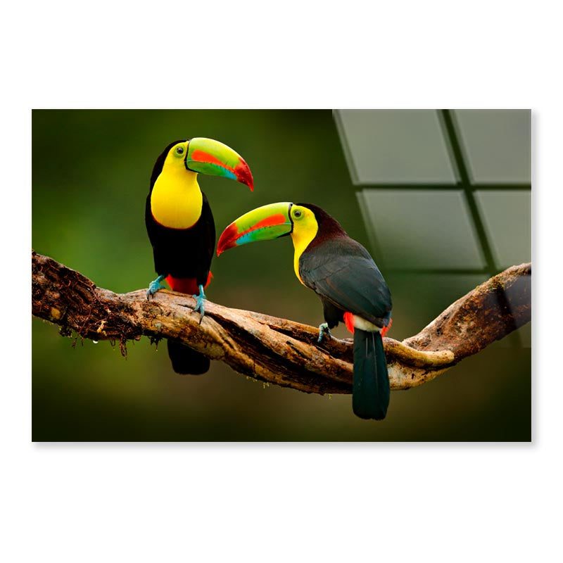 Toucan Sitting on The Branch in The Forest Acrylic Glass Print Tempered Glass Wall Art 100% Made in Australia Ready to Hang