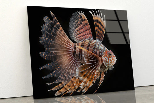 Close up Red Lionfish Acrylic Glass Print Tempered Glass Wall Art 100% Made in Australia Ready to Hang