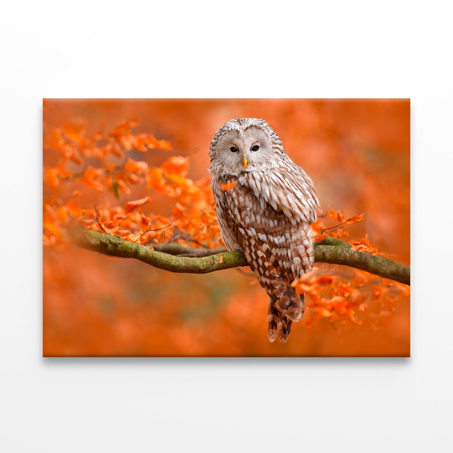 Autumn Owl on Branch, Norway Wall Art Decor 100% Australian Made