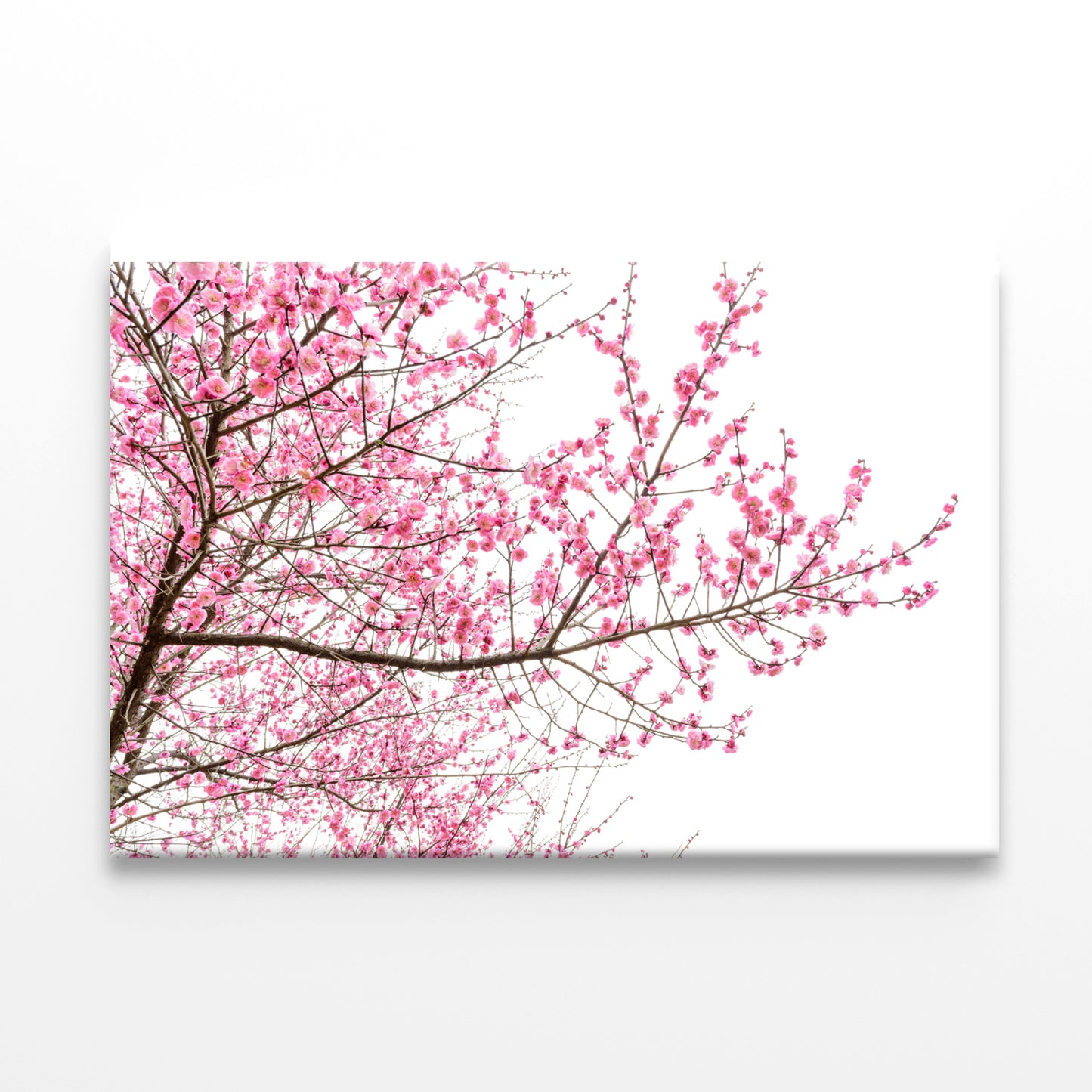 A Tree Full of Cherry Blossom Print 100% Australian Made