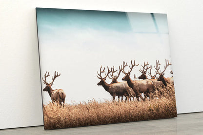 Deer Herd on Dry Grass UV Direct Aluminum Print Australian Made Quality