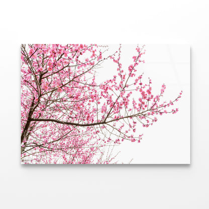 A Tree Full of Cherry Blossom Acrylic Glass Print Tempered Glass Wall Art 100% Made in Australia Ready to Hang