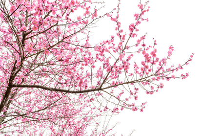 A Tree Full of Cherry Blossom Home Decor Premium Quality Poster Print Choose Your Sizes