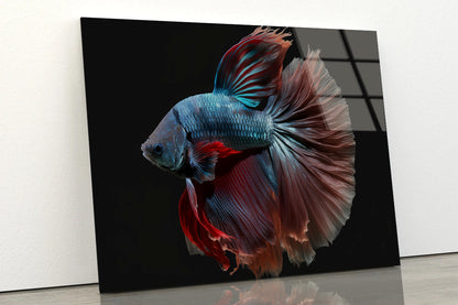 Colorful Fish Swimming In the Water Acrylic Glass Print Tempered Glass Wall Art 100% Made in Australia Ready to Hang