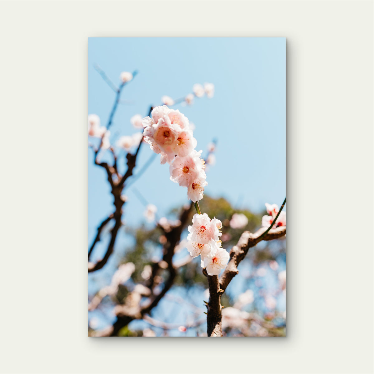 Spring Cherry Blossom Tree 60x90cm Metal Print Ready to Hang