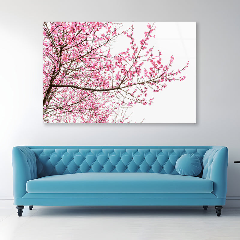 A Tree Full of Cherry Blossom Acrylic Glass Print Tempered Glass Wall Art 100% Made in Australia Ready to Hang