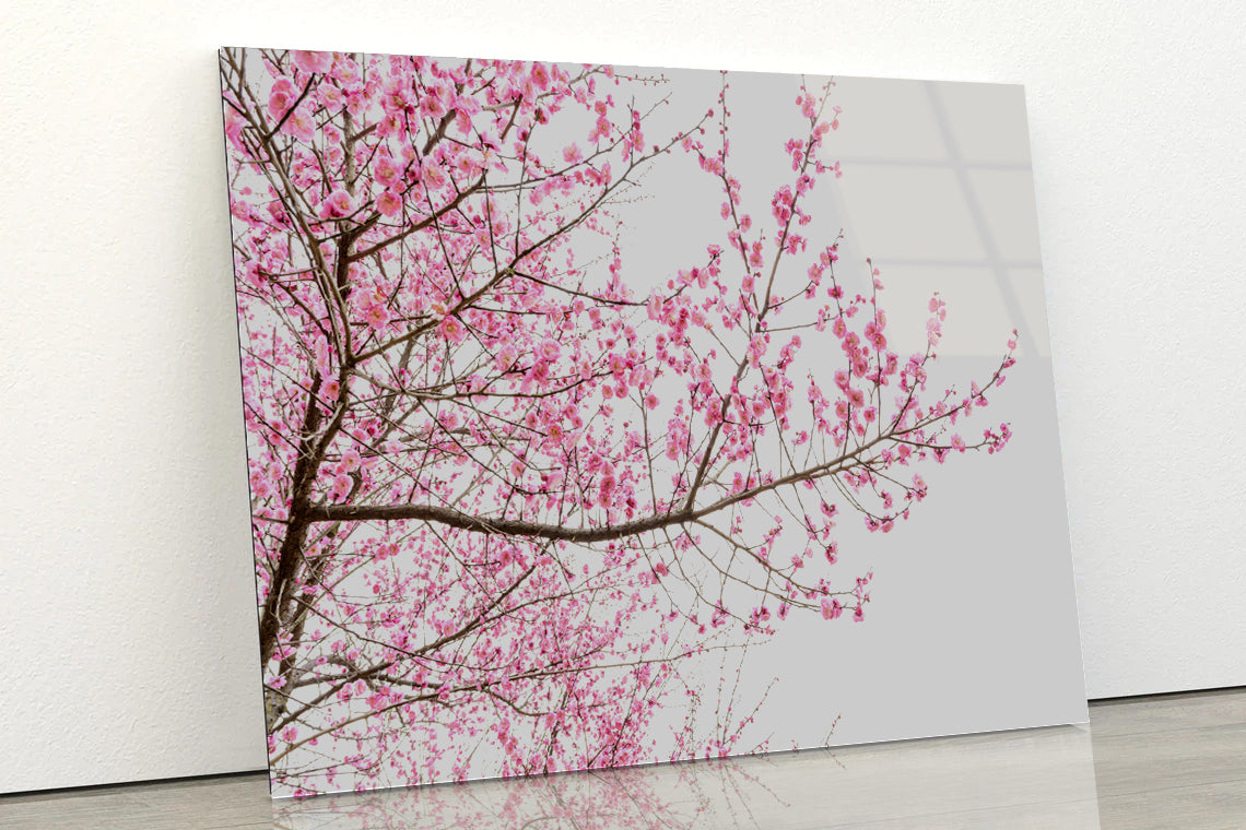 A Tree Full of Cherry Blossom Acrylic Glass Print Tempered Glass Wall Art 100% Made in Australia Ready to Hang