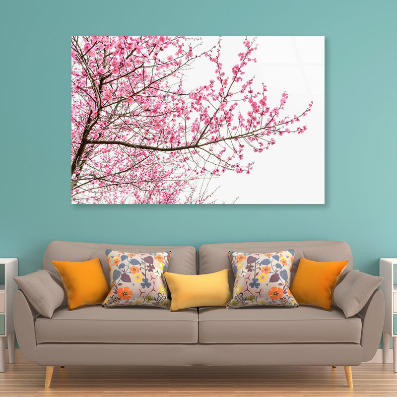 A Tree Full of Cherry Blossom Acrylic Glass Print Tempered Glass Wall Art 100% Made in Australia Ready to Hang