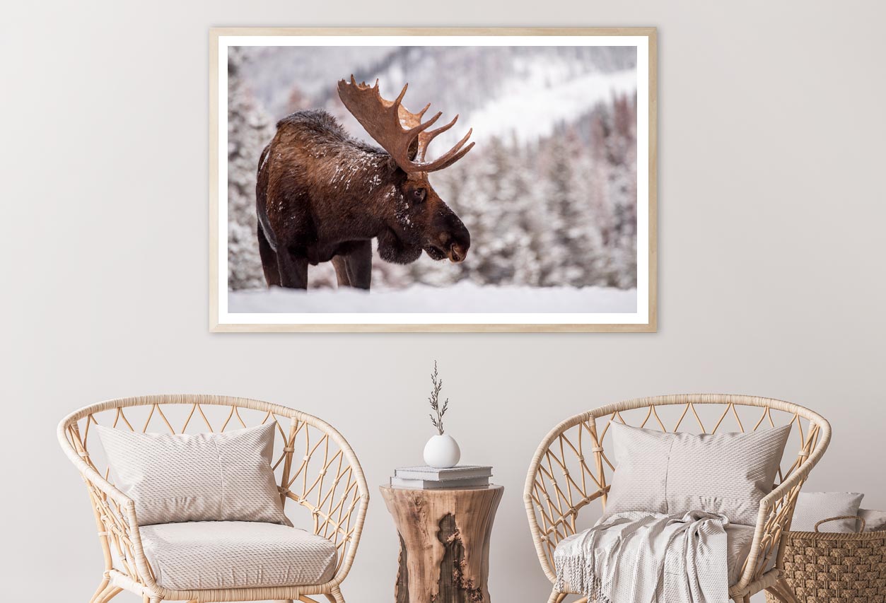 Bull Moose in Snow Home Decor Premium Quality Poster Print Choose Your Sizes