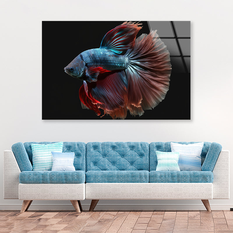 Colorful Fish Swimming In the Water Acrylic Glass Print Tempered Glass Wall Art 100% Made in Australia Ready to Hang