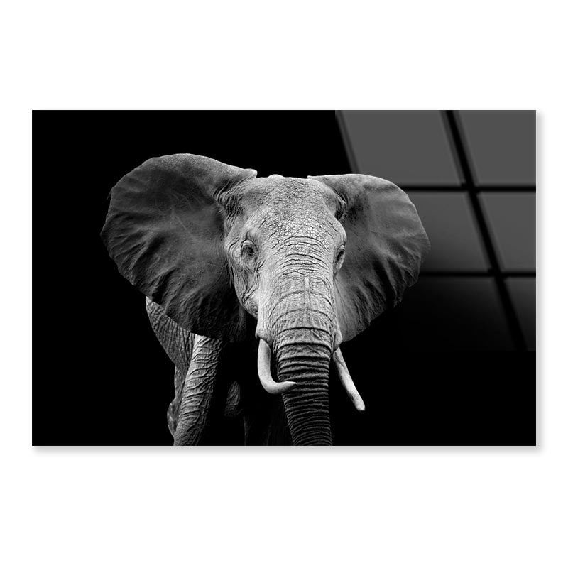 Black And White Photo of An Elephant Acrylic Glass Print Tempered Glass Wall Art 100% Made in Australia Ready to Hang