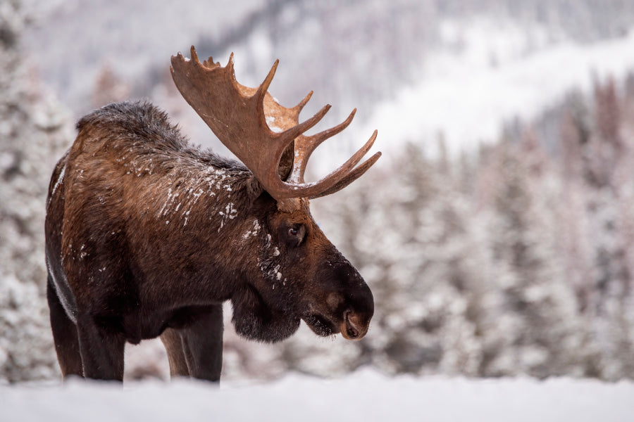 Bull Moose in Snow Home Decor Premium Quality Poster Print Choose Your Sizes