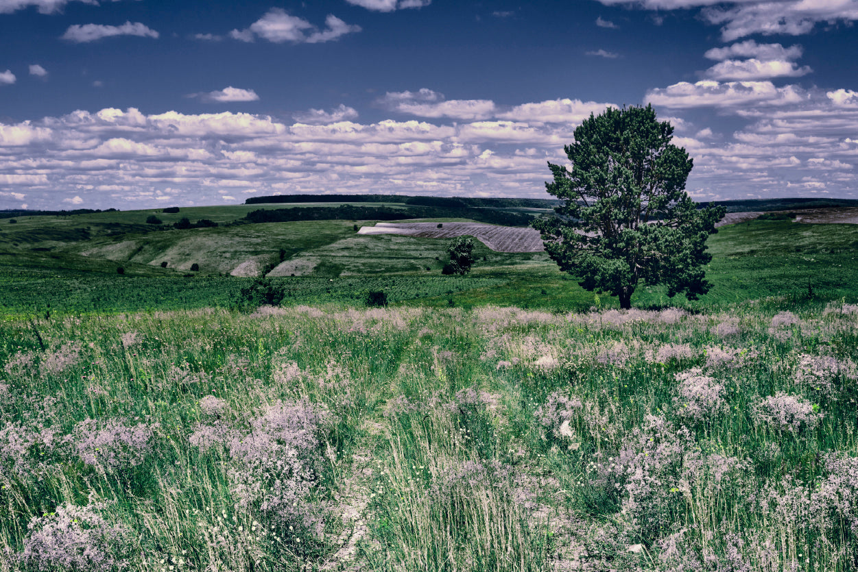 A Field Of Flowers with a Tree under a Sky Home Decor Premium Quality Poster Print Choose Your Sizes