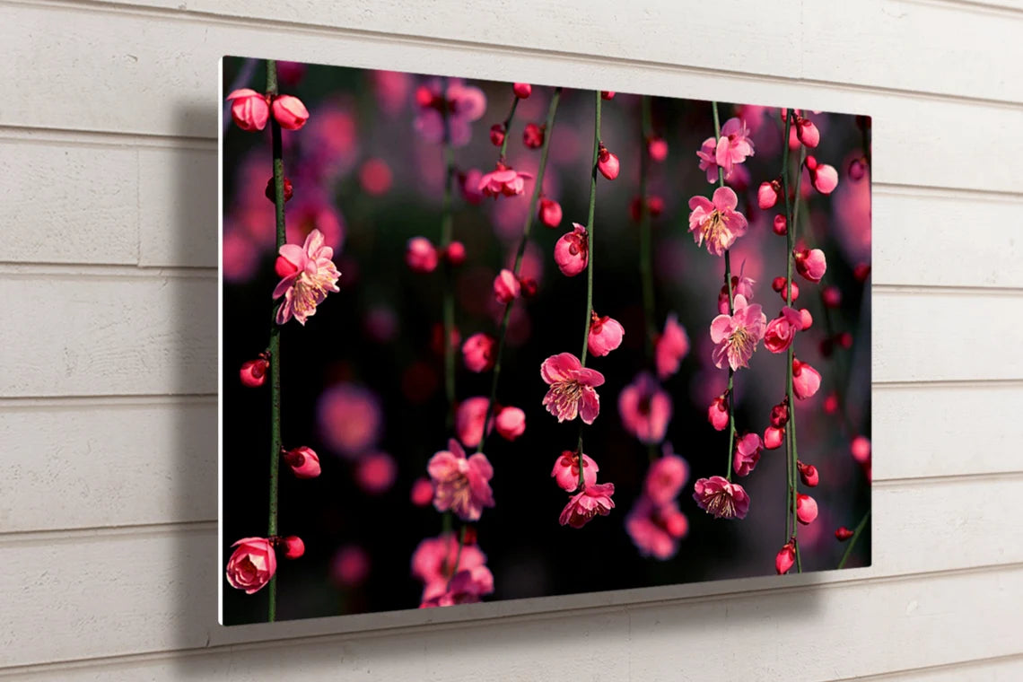 Cherry Blossom Flower UV Direct Aluminum Print Australian Made Quality