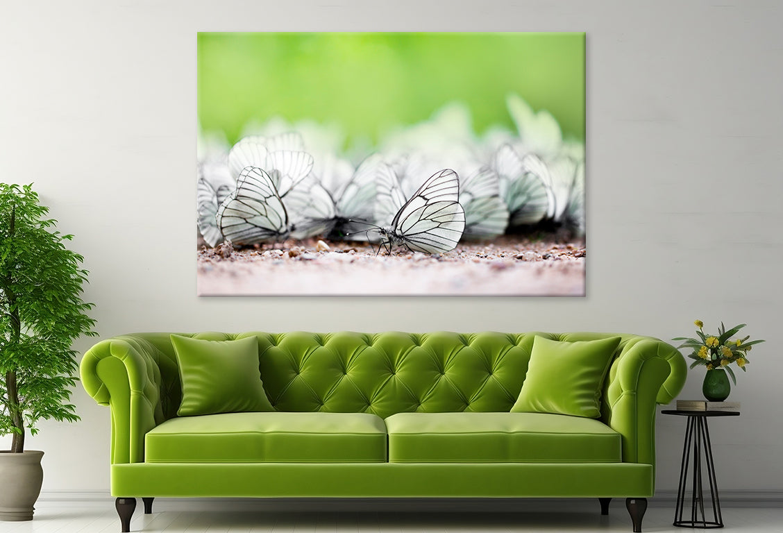 Butterfly High Resolution Unique Wall Art Decor 100% Australian Made