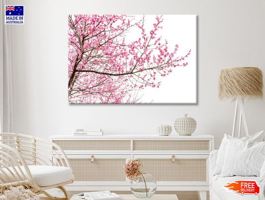 A Tree Full of Cherry Blossom Print 100% Australian Made