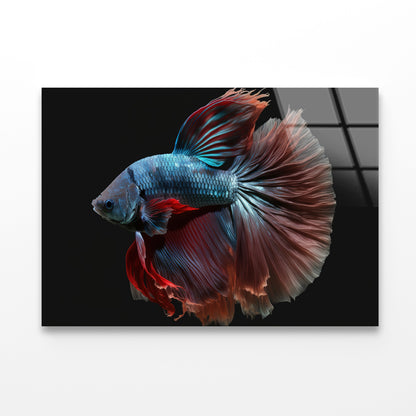 Colorful Fish Swimming In the Water Acrylic Glass Print Tempered Glass Wall Art 100% Made in Australia Ready to Hang