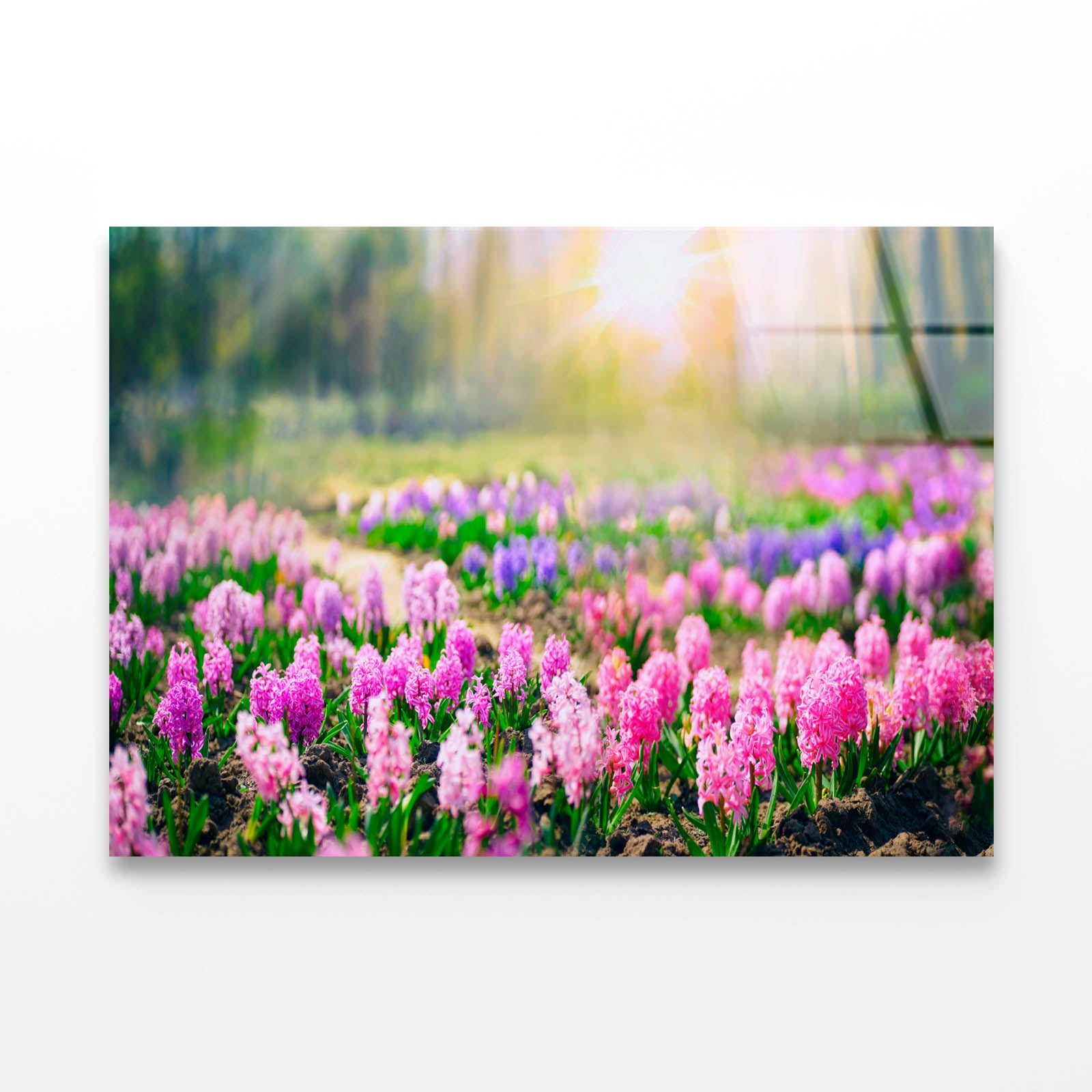 Flowering Pink & Purple Acrylic Glass Print Tempered Glass Wall Art 100% Made in Australia Ready to Hang
