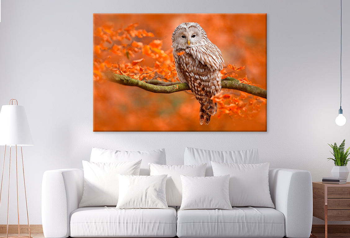 Autumn Owl on Branch, Norway Wall Art Decor 100% Australian Made