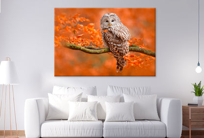 Autumn Owl on Branch, Norway Wall Art Decor 100% Australian Made