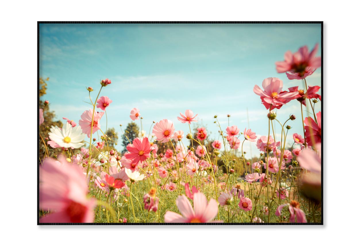 Cosmos Flower Blossom in Garden Home Decor Premium Quality Poster Print Choose Your Sizes