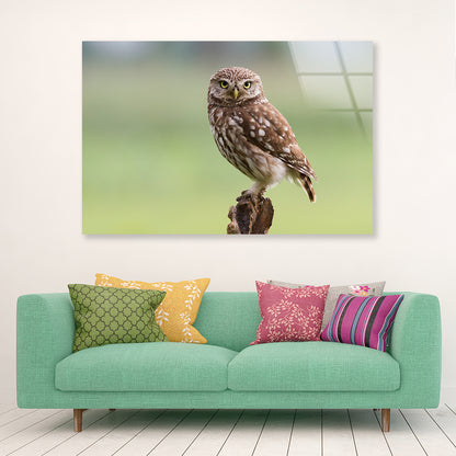 Little Owl Resting on A Branch Acrylic Glass Print Tempered Glass Wall Art 100% Made in Australia Ready to Hang