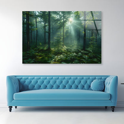 Forest with Sunrise View Acrylic Glass Print Tempered Glass Wall Art 100% Made in Australia Ready to Hang