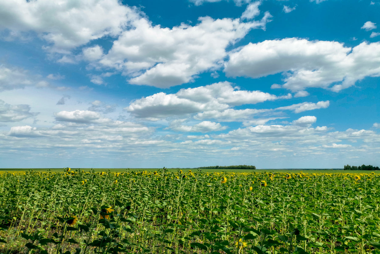 A Field Of Green Plants under a Cloudy Sky Print 100% Australian Made