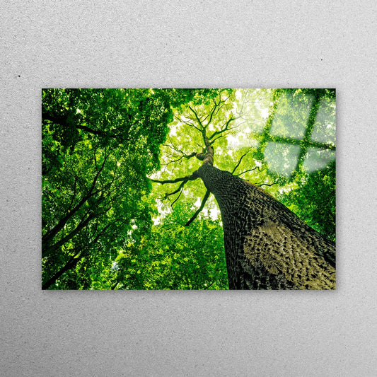 Big Green Tree Wall Art Acrylic Glass Print Tempered Glass Wall Art 100% Made in Australia Ready to Hang