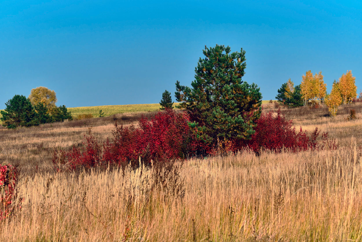 A Field Of Tall Grass With Trees an Autumn Vibe Home Decor Premium Quality Poster Print Choose Your Sizes